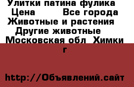 Улитки патина фулика › Цена ­ 10 - Все города Животные и растения » Другие животные   . Московская обл.,Химки г.